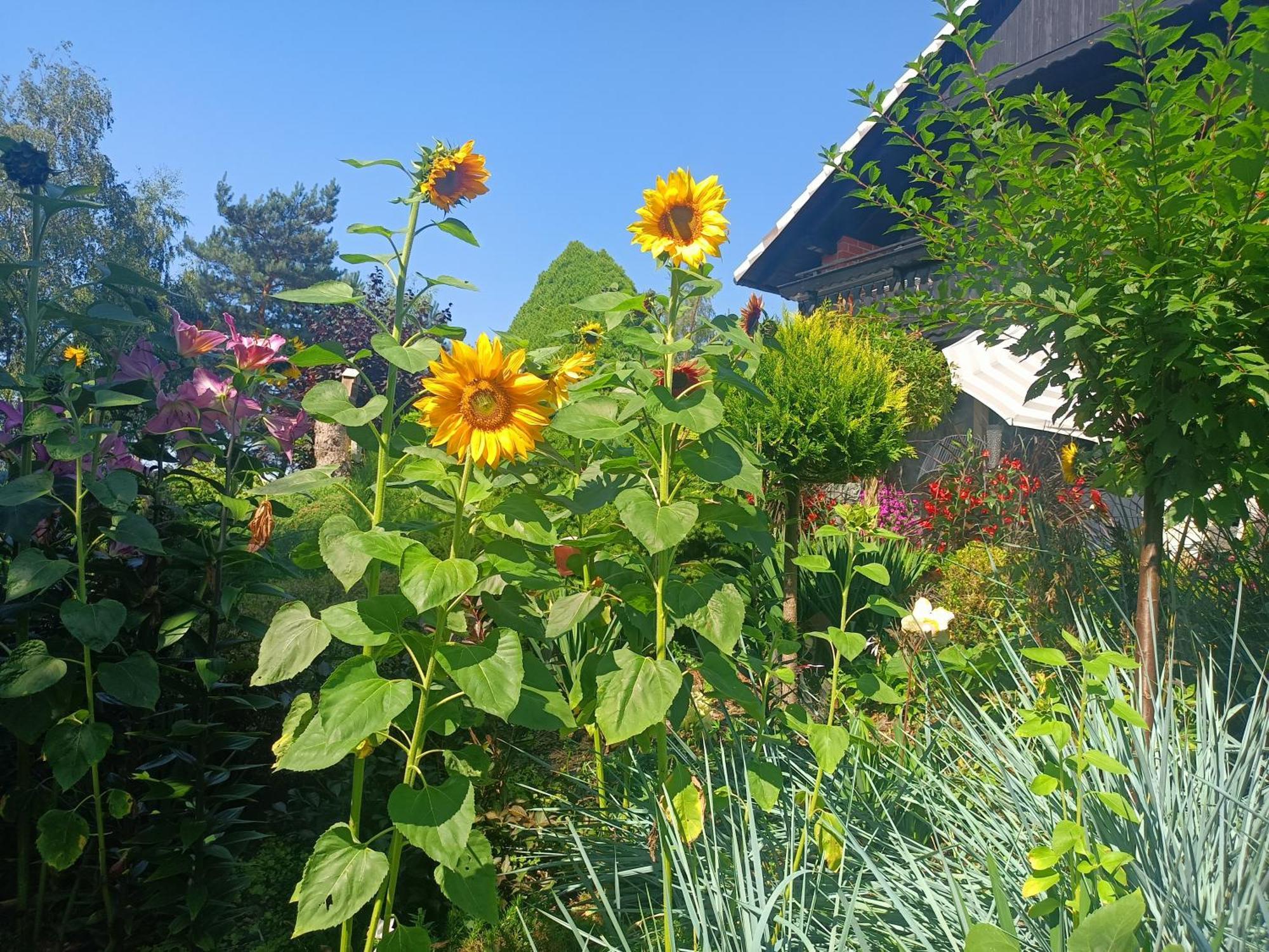 Hortus Apartament Z Klimatyzacja Boleslawiec  Eksteriør billede